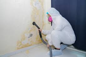 Why You Should Choose Our Mold Remediation Services in Eden, TX